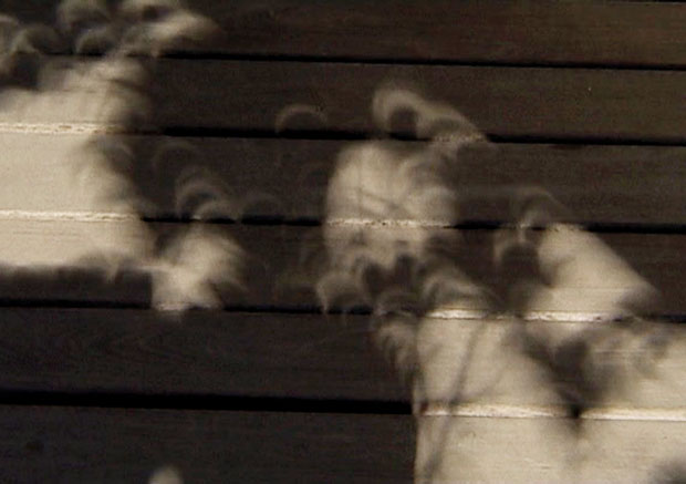 Natural pinholes, such as gaps between leaves in trees, can produce pinhole images of the partial eclipse. Image: Nick James.
